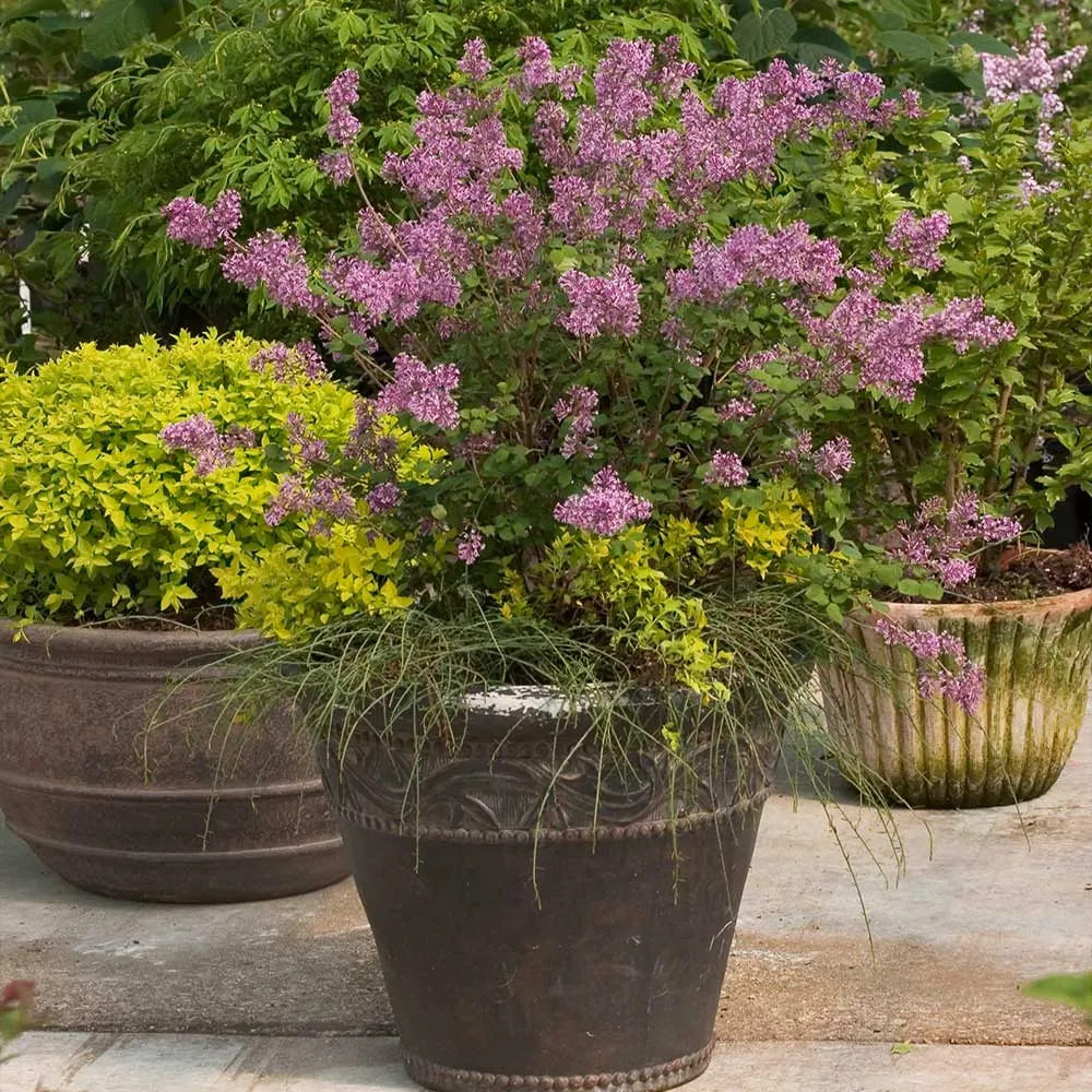 Proven Winners® Bloomerang® Reblooming Lilac Shrub 3