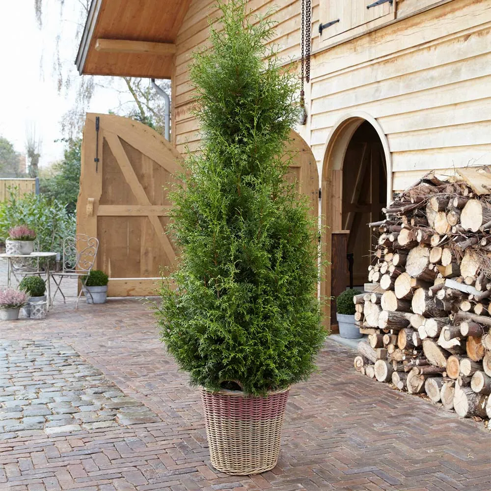 Sugar and Spice™ Thuja Evergreen Landscape Shrub