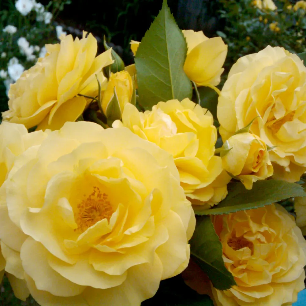 Julia Child Floribunda Rose Bush - Buttery Yellow Garden Rose