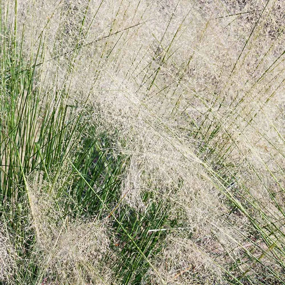 White Cloud Muhly Grass Seeds - Ornamental Perennial Landscaping Grass 2
