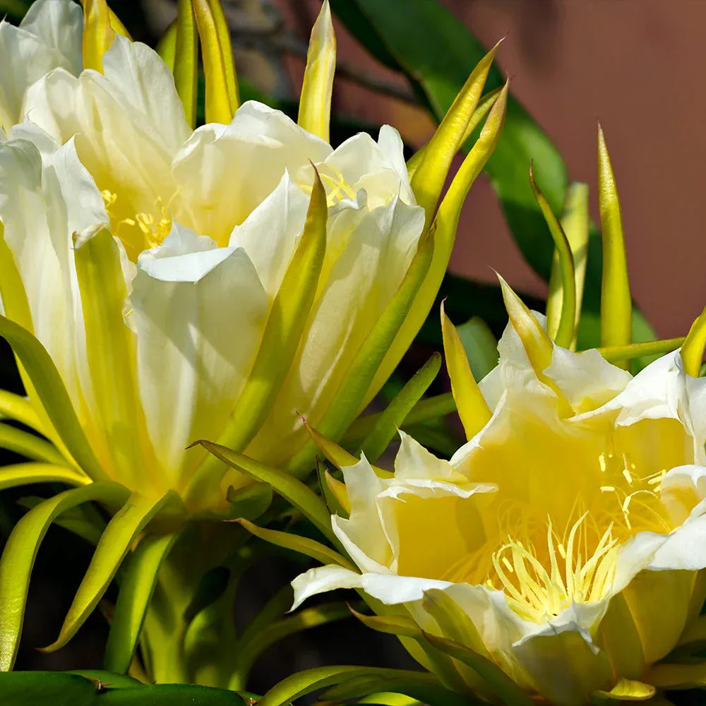 Dragon Fruit Cactus Plant - Hylocereus Undatus Live Cutting 2