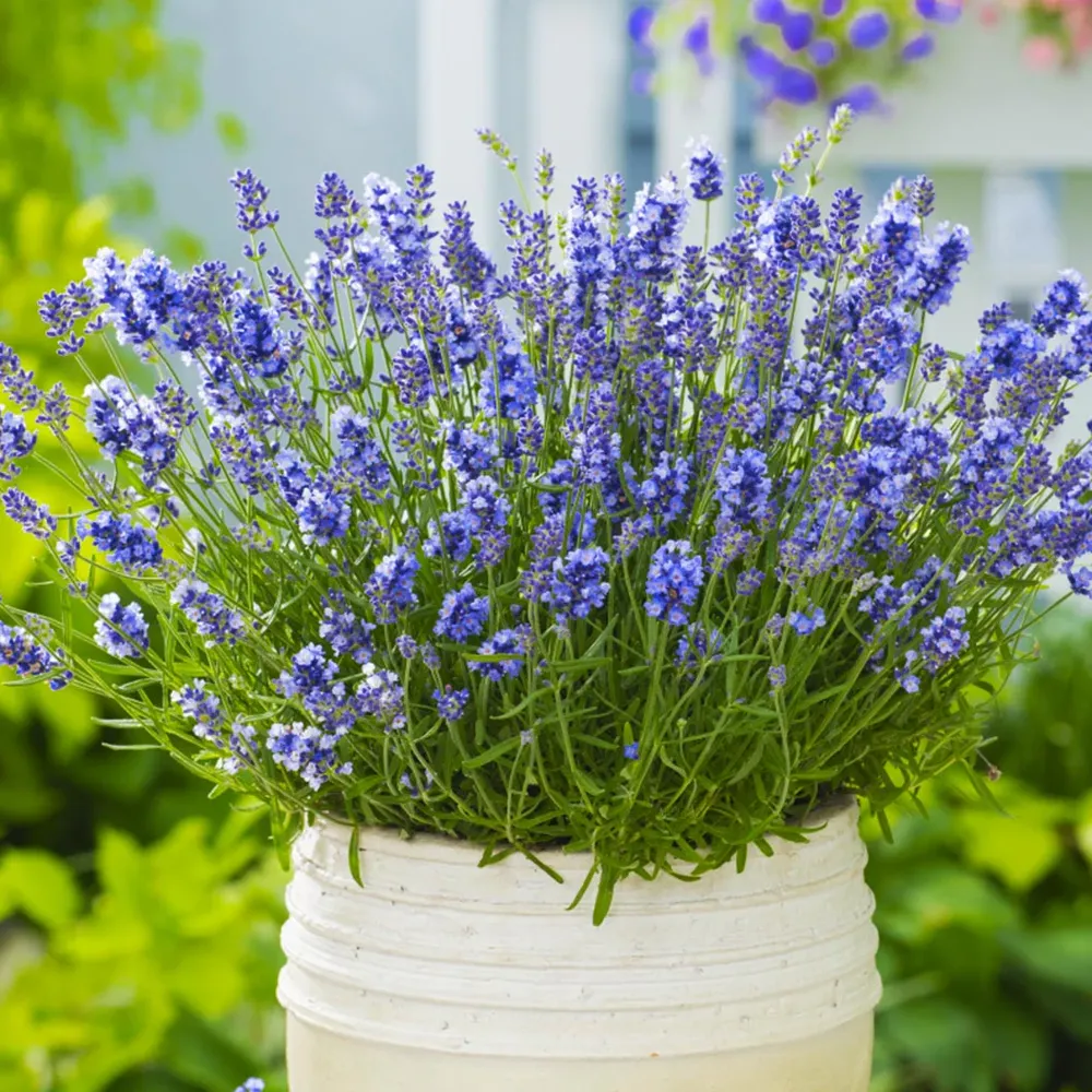 Essence Purple Lavender Plant - Aromatic Perennial Herb