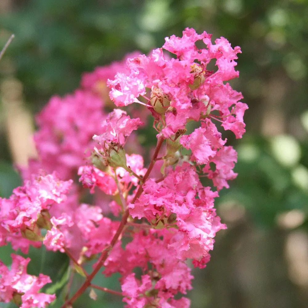 Hopi Crape Myrtle (Lagerstroemia indica x fauriei) Flowering Ornamental Tree 2