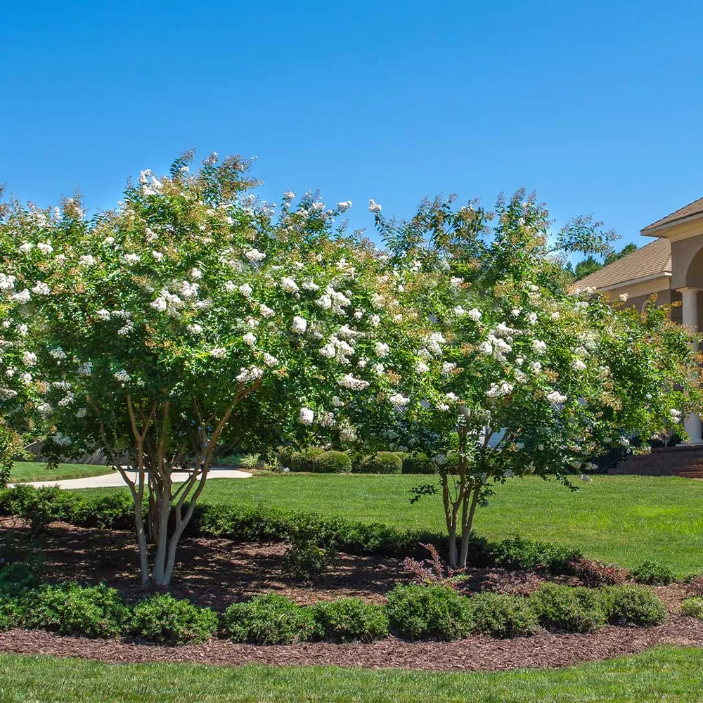 Pearl Crape Myrtle Tree - Lagerstroemia Indica Ornamental Flowering Shrub 1