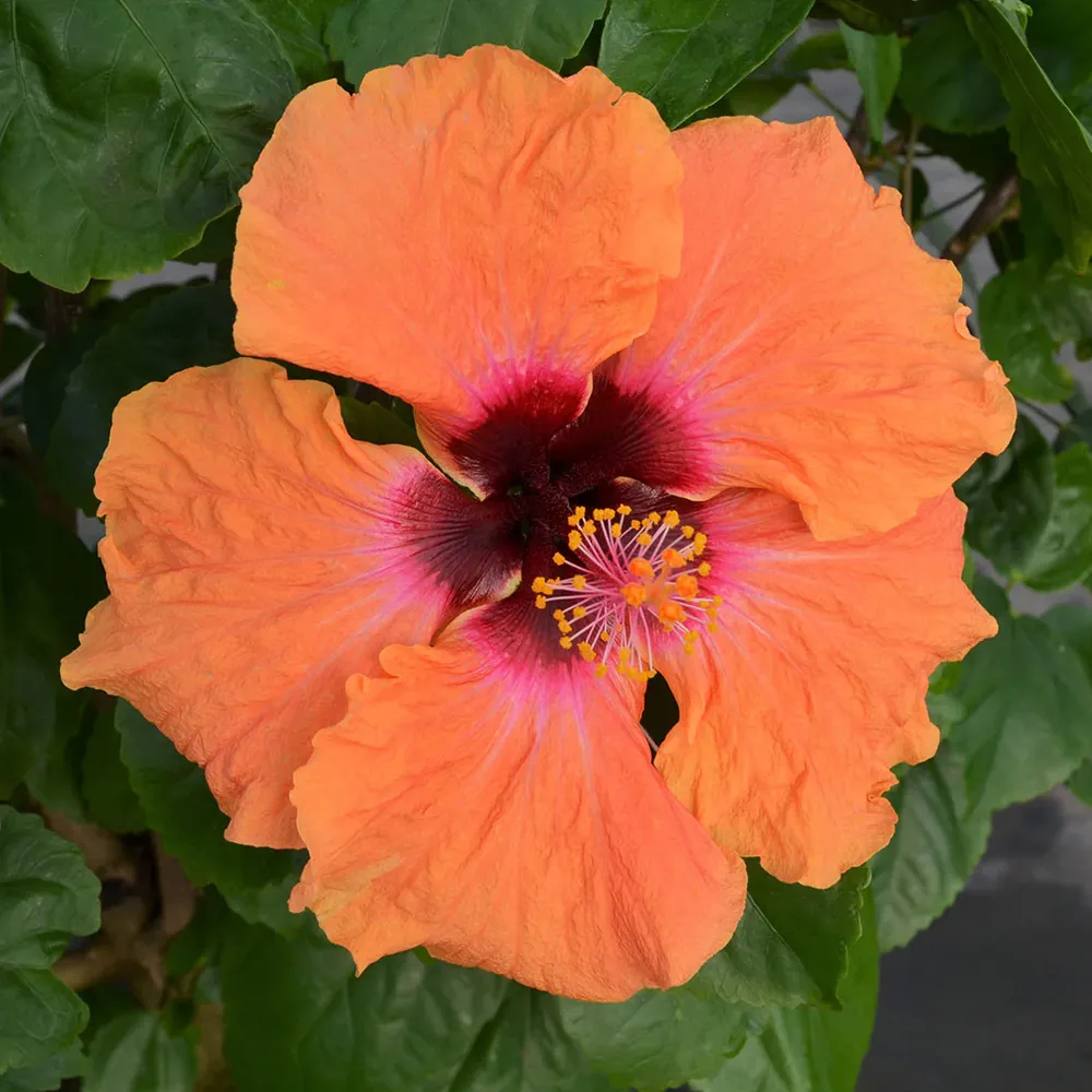 Disco Diva™ Hollywood® Hibiscus Tropical Flowering Shrub 2