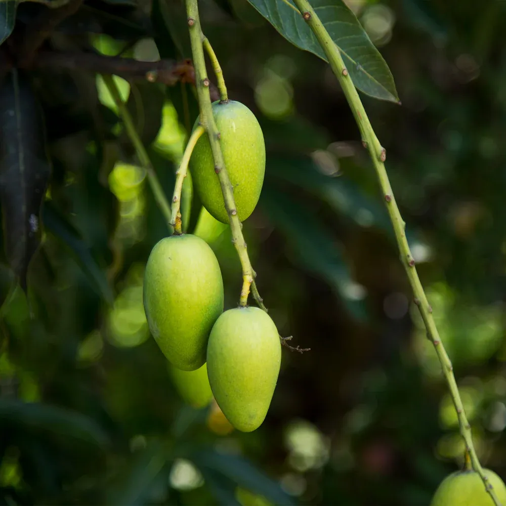 Condo Mango Tree - Compact Grafted Fruit Tree for Container Gardening 3