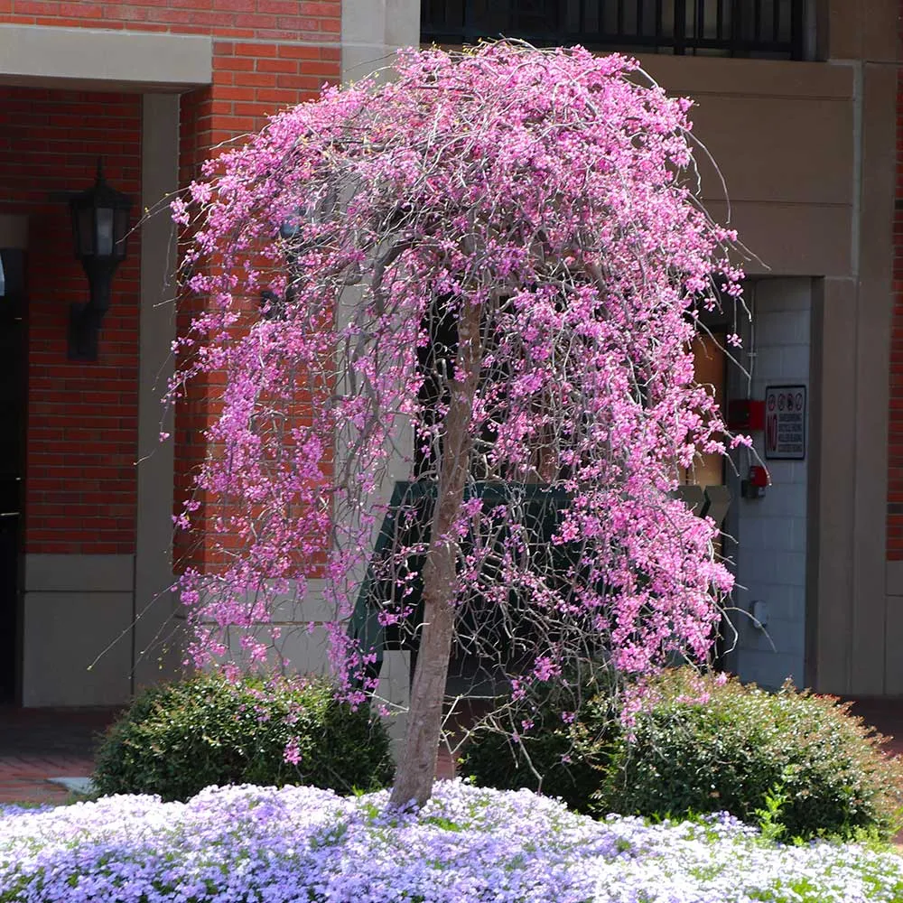 Ruby Falls Weeping Redbud Tree - Compact Cascading Ornamental Cercis canadensis 1