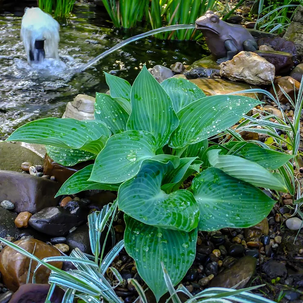 Blue Angel Hosta Plant - Large Blue-Leaved Shade Perennial 1