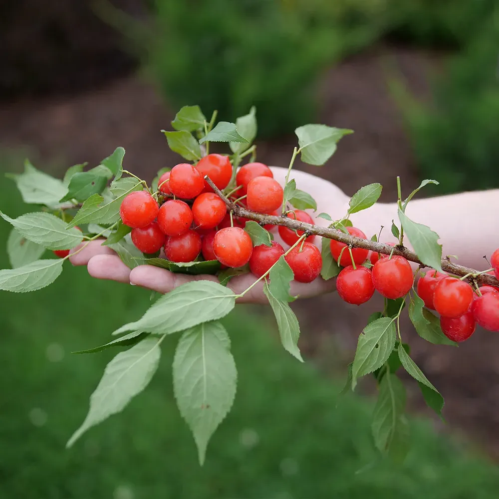 Proven Winners® Easy As Pie™ Cherry Bush - Compact Fruit-Bearing Shrub