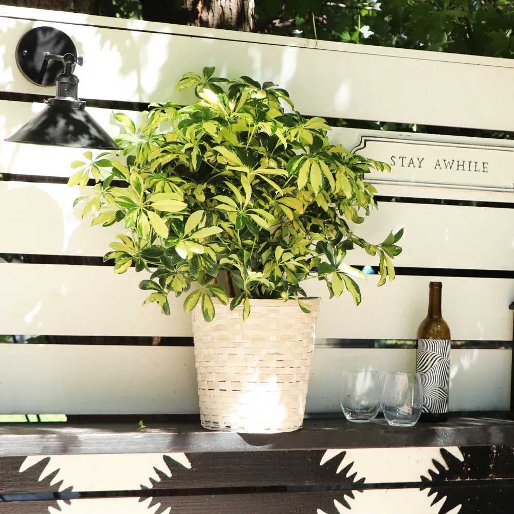Variegated Dwarf Umbrella Tree (Schefflera Arboricola) Indoor Potted Plant