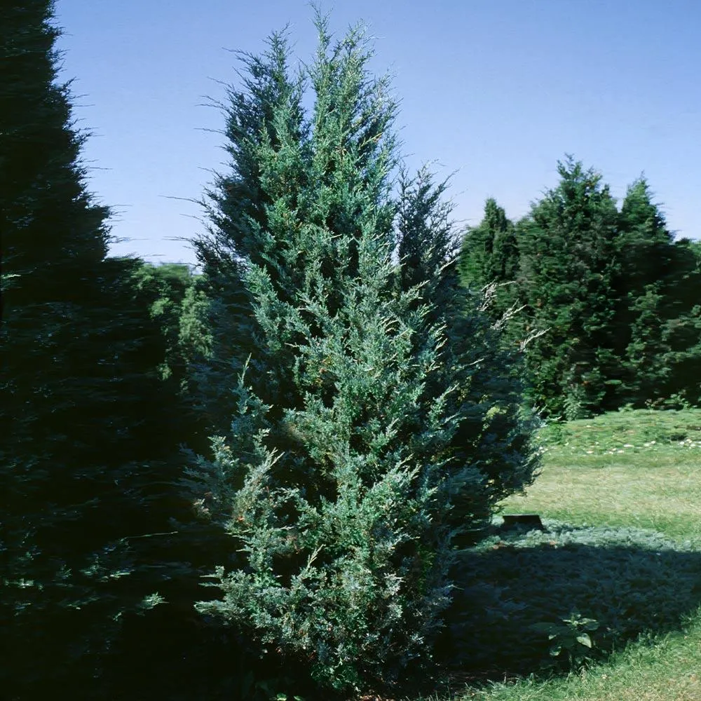Moonglow Juniper Tree - Silver-Blue Evergreen Conifer for Landscape Planting 2
