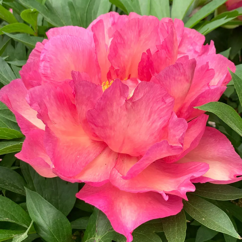 Garden Candy® Noa Jolie™ Itoh Peony Plant 2