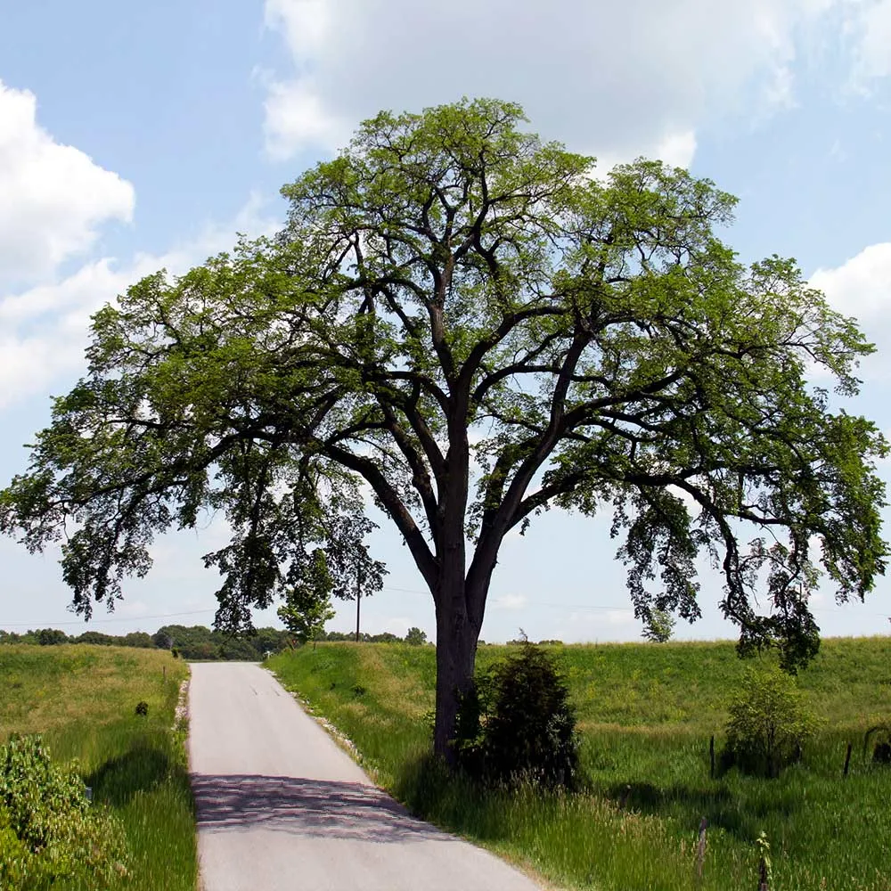 Princeton American Elm Tree - Disease-Resistant Deciduous Shade Tree