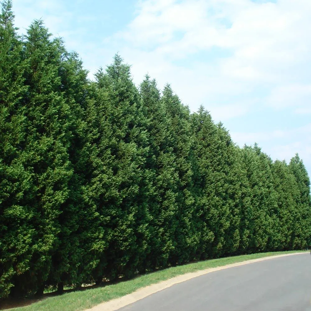 Leyland Cypress Tree - Fast-Growing Evergreen Privacy Hedge