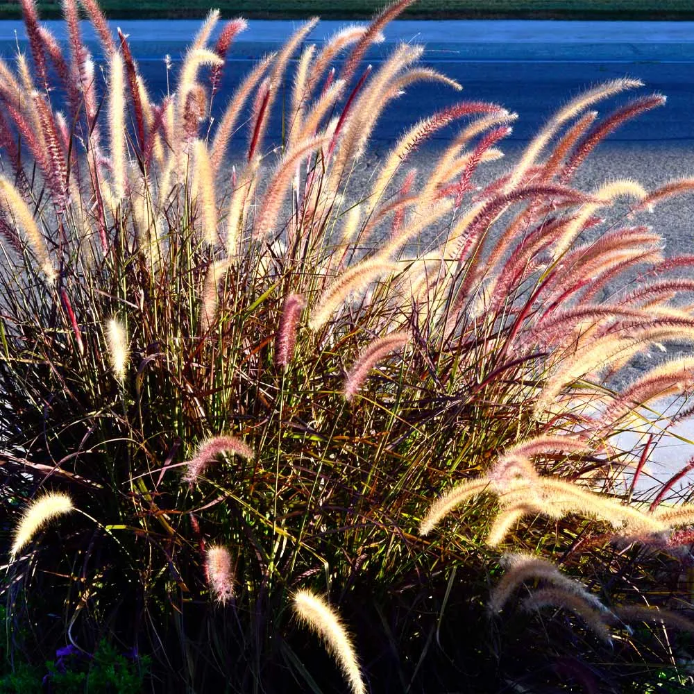 Purple Fountain Grass (Pennisetum setaceum 'Rubrum') Ornamental Perennial 4