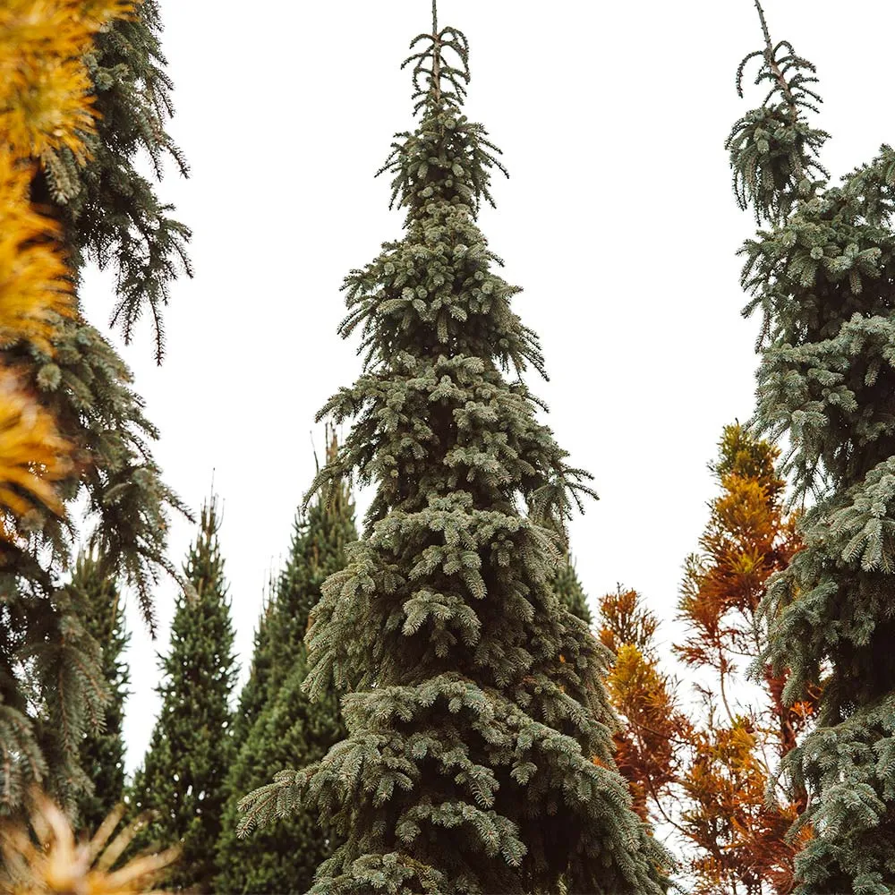 Weeping White Spruce Tree (Picea glauca 'Pendula') - Narrow Ornamental Evergreen 4