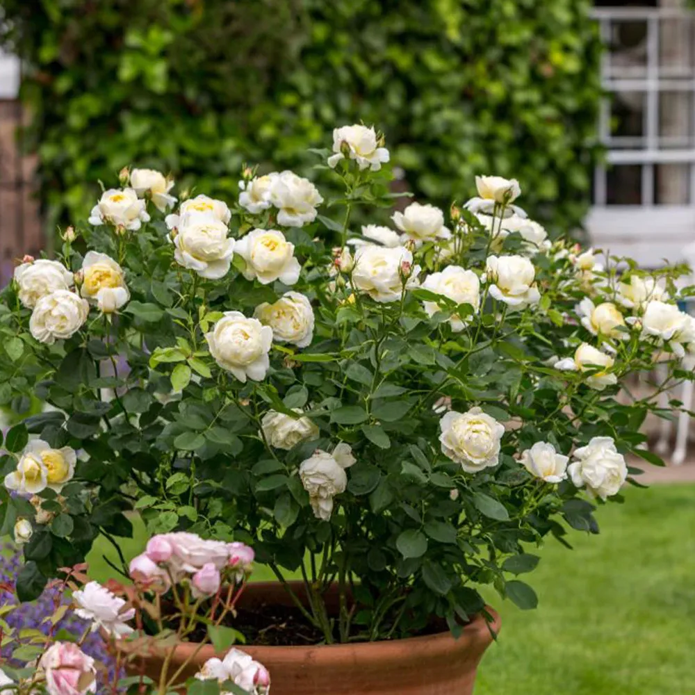 David Austin® Vanessa Bell® Rose Shrub - Pale Yellow English Shrub Rose 1