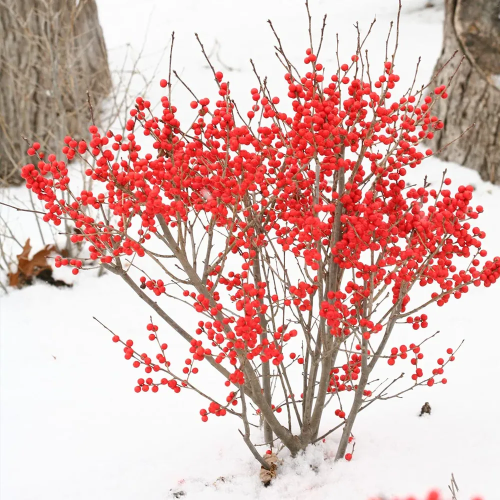 Proven Winners® Berry Poppins® Winterberry Holly Shrub (Ilex verticillata)