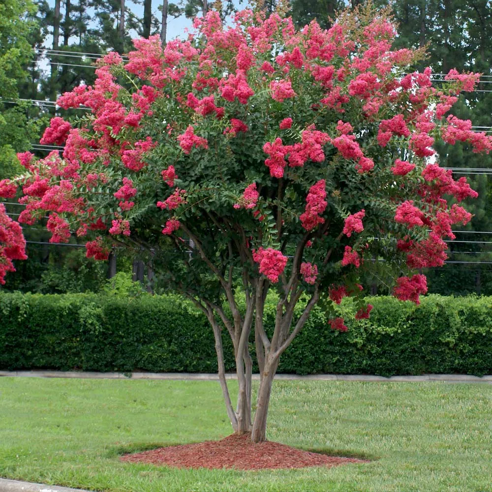 Tuscarora Crape Myrtle Tree - Lagerstroemia Indica Hybrid 1