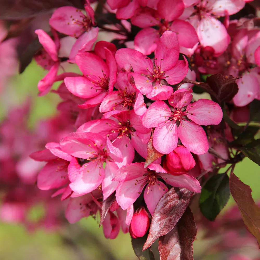 Royal Raindrops® Crabapple Tree (Malus 'JFS-KW5') 3