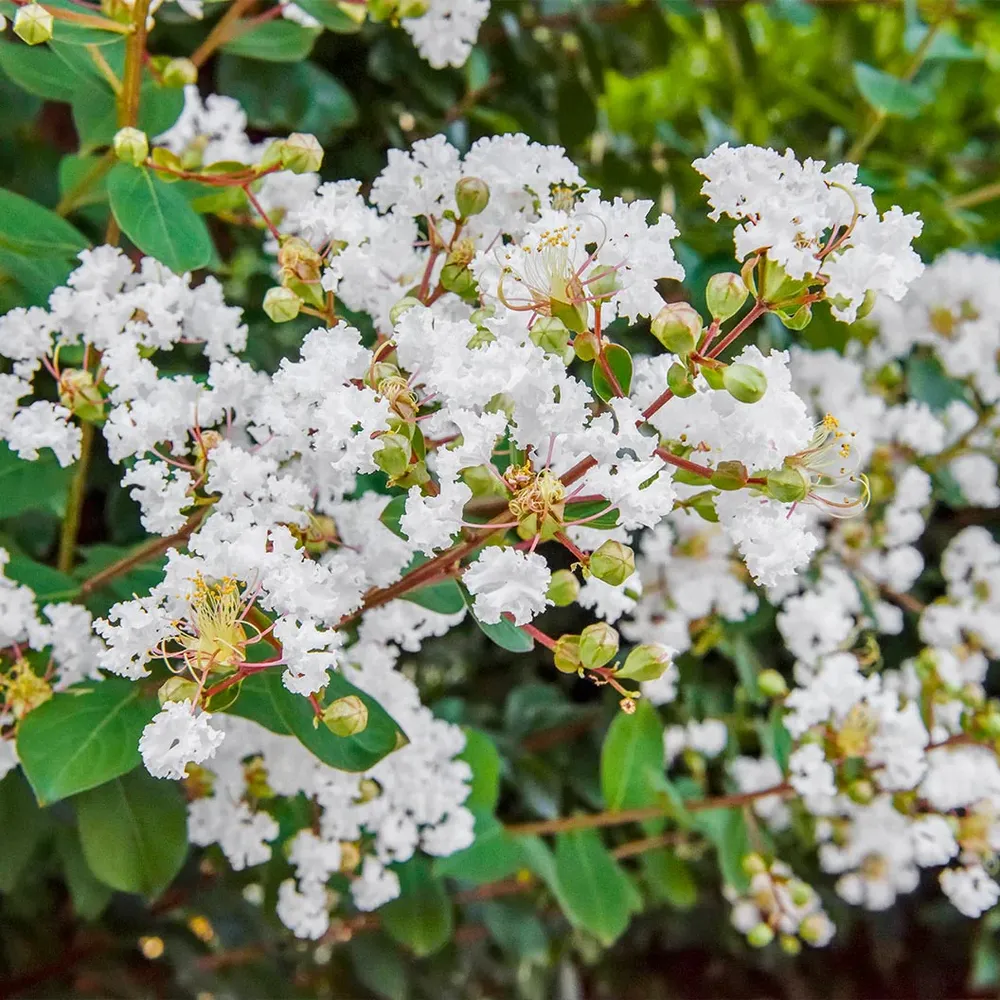 Pearl Crape Myrtle Tree - Lagerstroemia Indica Ornamental Flowering Shrub