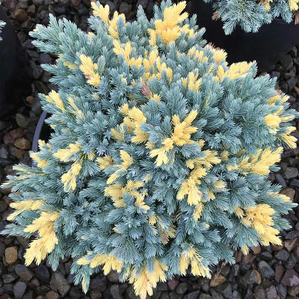 Flaky Juniper Shrub - Hardy Ornamental Evergreen Conifer