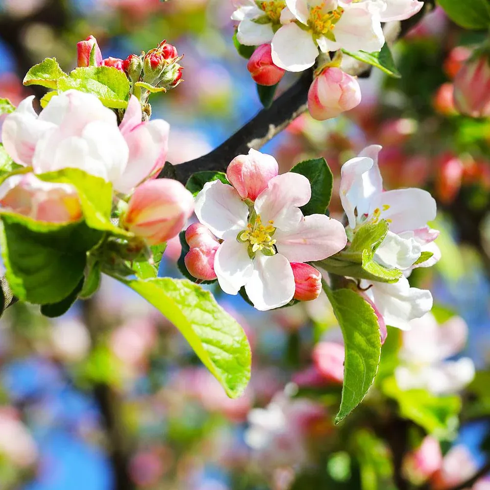 Pink Lady® Apple Tree - Cripps Pink Fruit Tree for Home Gardens 2