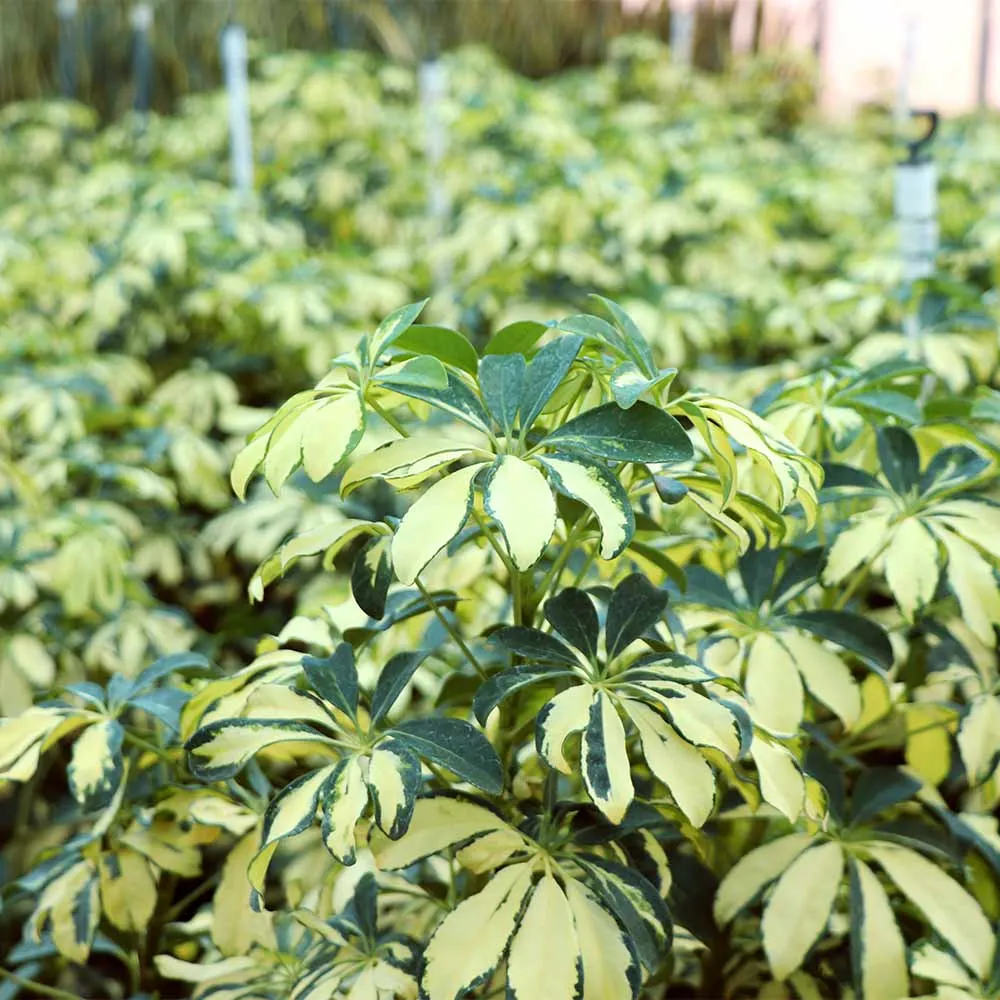 Variegated Dwarf Umbrella Tree (Schefflera Arboricola) Indoor Potted Plant 5