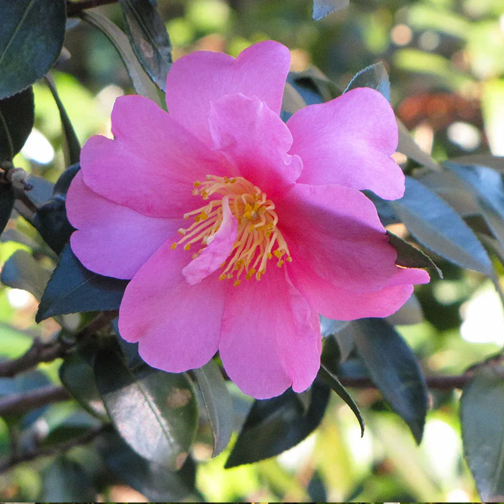 Slim 'N Trim Camellia Botanical Extract Supplement
