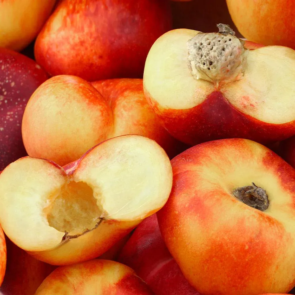 Saturn Peach Tree - Flat Donut Peach Sapling 2