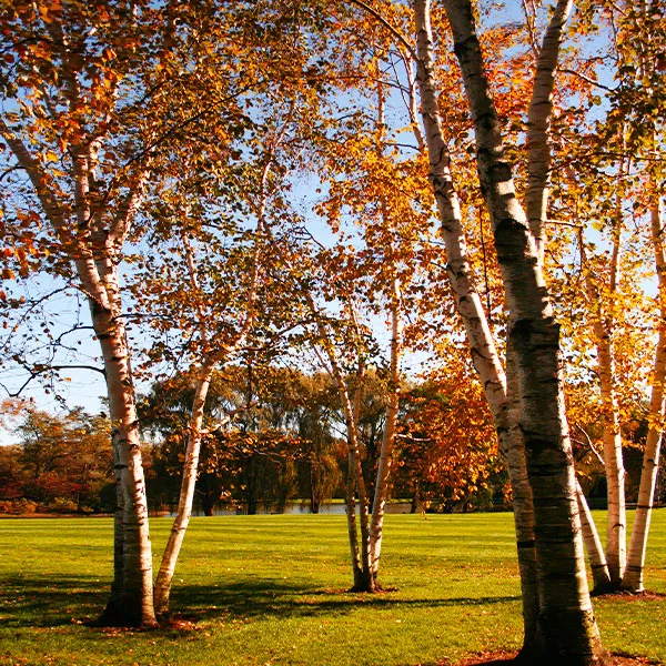 Avalanche Birch Tree - Ornamental Deciduous Landscape Tree 4