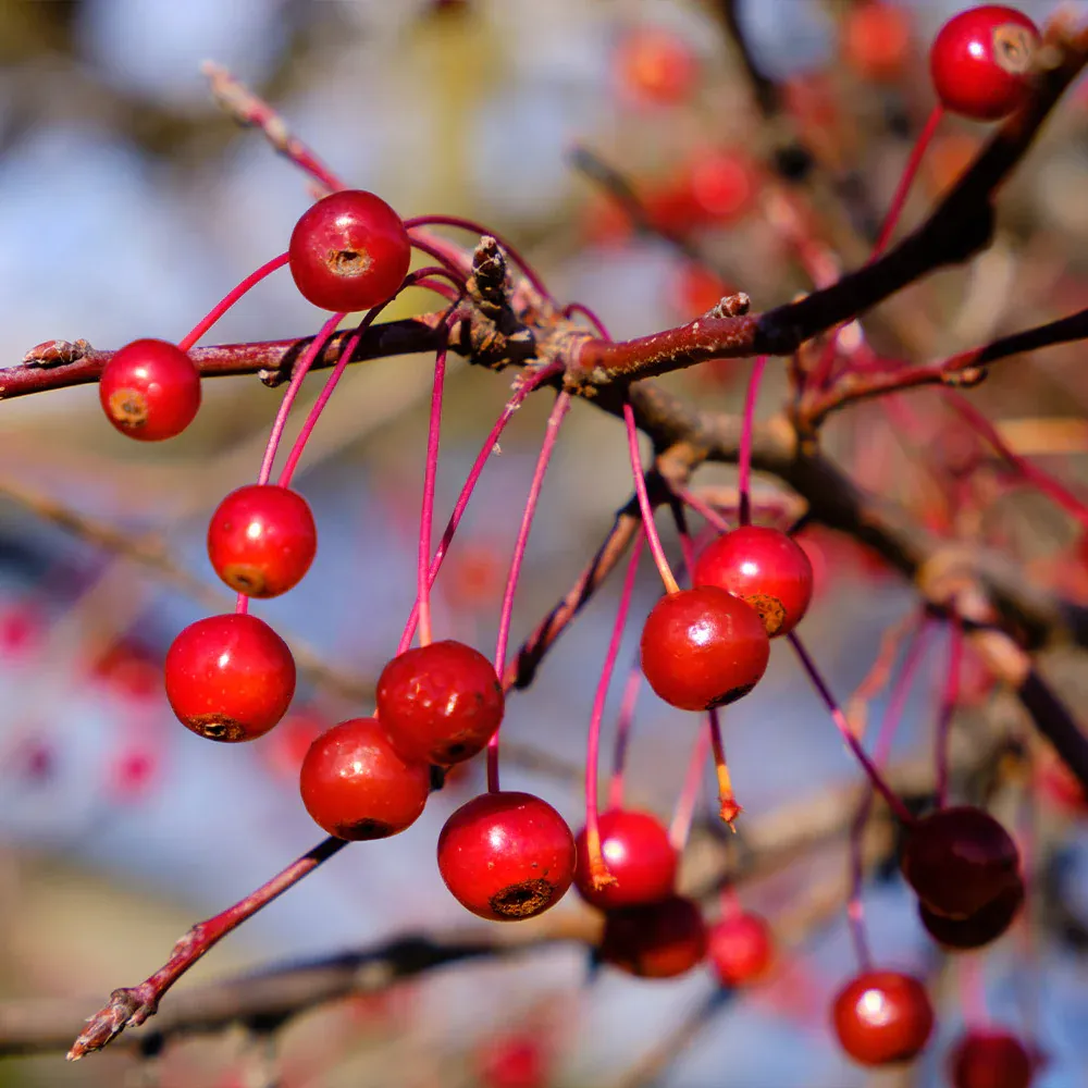 Robinson Crabapple Tree - Ornamental Flowering Deciduous Tree 2