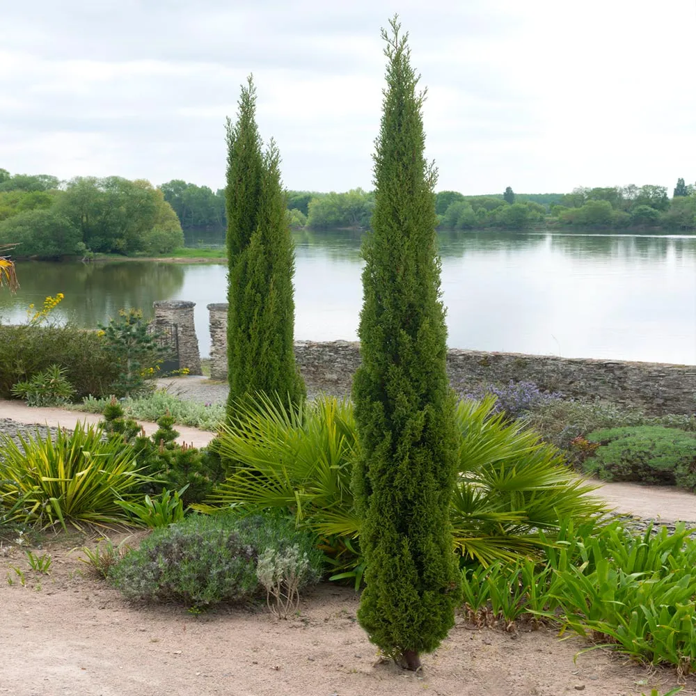 Dwarf Italian Cypress Columnar Evergreen Shrub