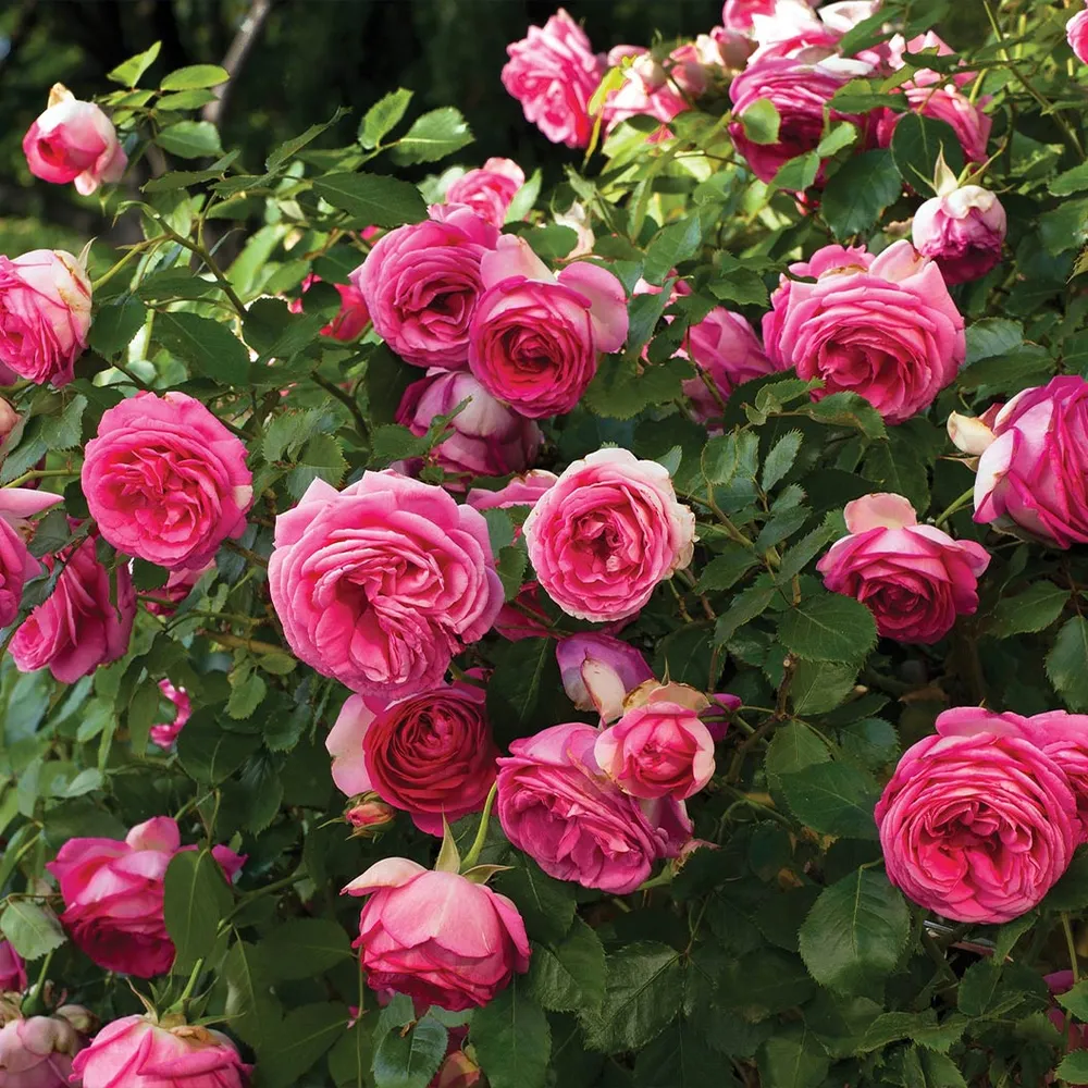 Pretty In Pink Eden Climber® Rose 1