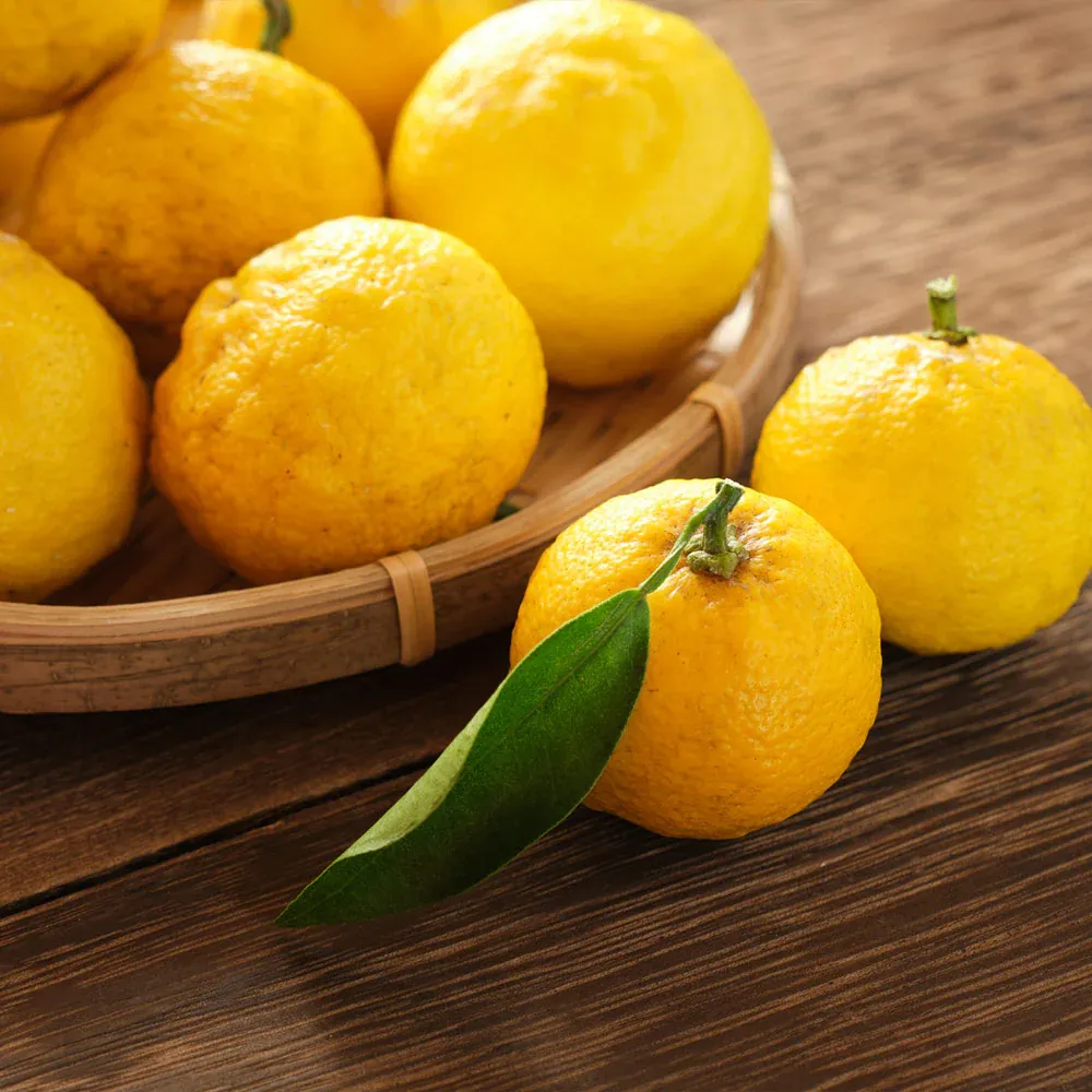 Yuzu Tree Citrus Junos Live Fruit Plant for Container Gardening 1