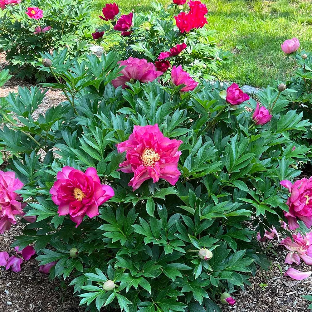 Garden Candy® Noa Jolie™ Itoh Peony Plant 1