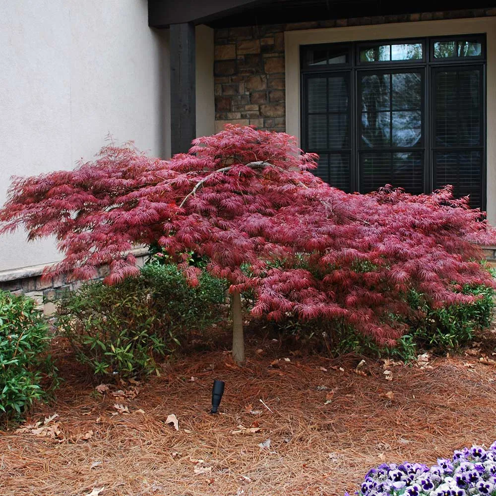 Red Dragon Japanese Maple Tree - Acer Palmatum Dissectum 3