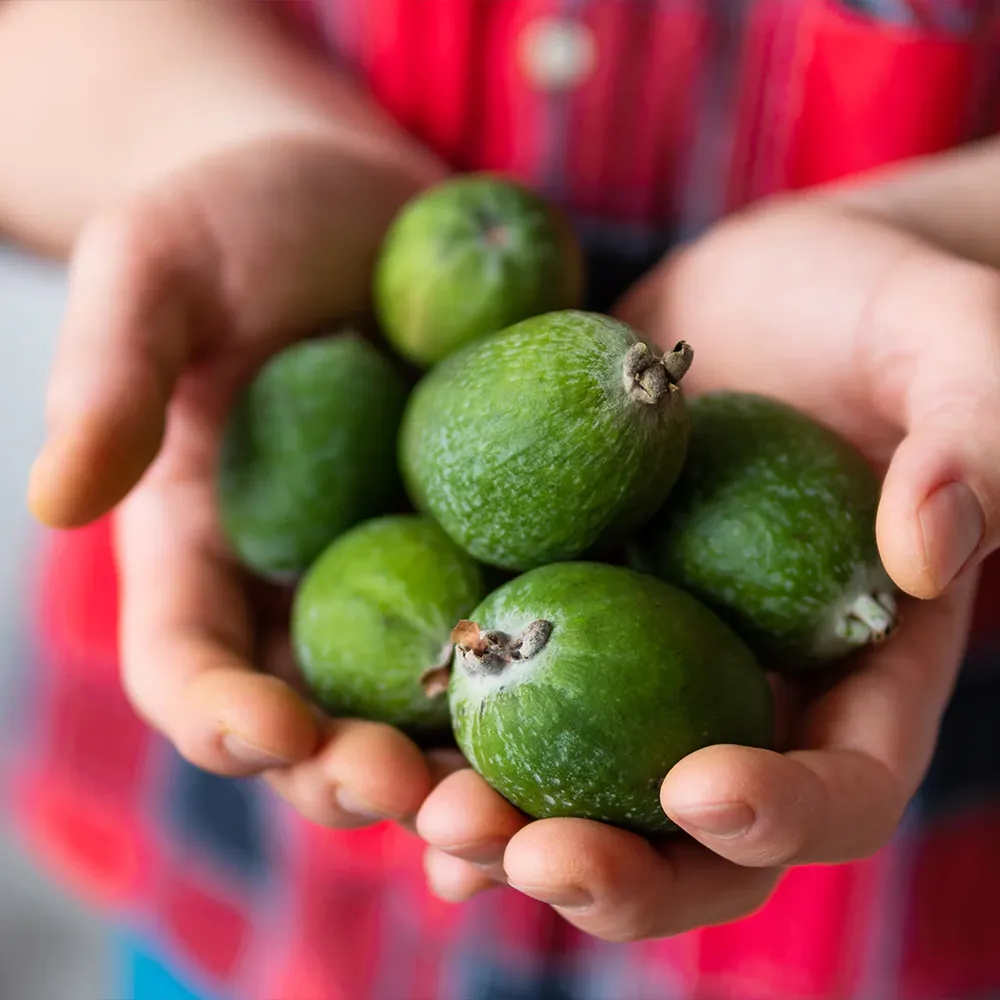 Pineapple Guava Tree (Feijoa sellowiana) Fruit-Bearing Evergreen Shrub 2