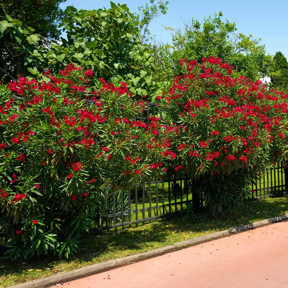 Red Oleander Ornamental Flowering Shrub 3