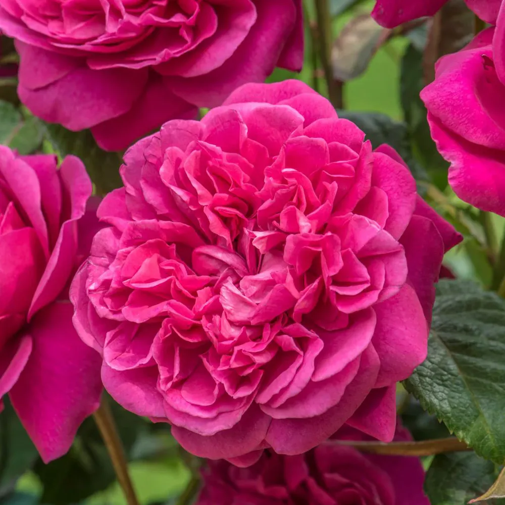 James L. Austin® English Rose Shrub - Deep Pink Repeat-Flowering Garden Plant