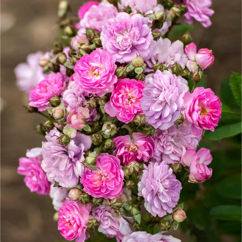Pretty Polly Lavender Rose - Disease-Resistant Floribunda Rose Bush 1
