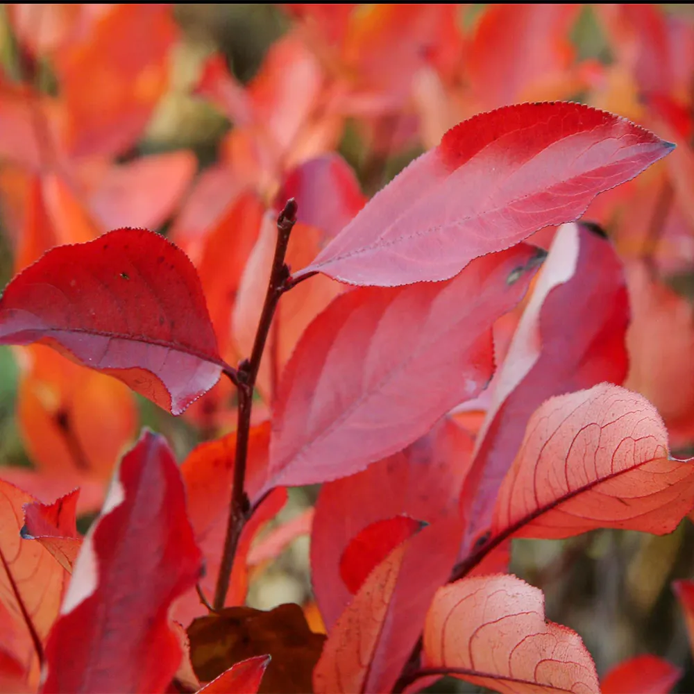 Autumn Magic Black Chokeberry Shrub (Aronia melanocarpa) 2