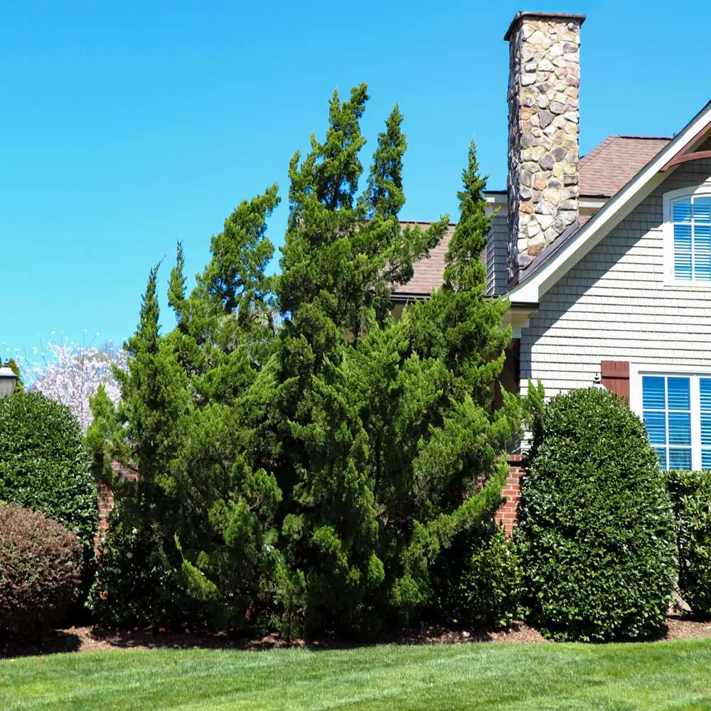 Hollywood Juniper Tree - Realistic Artificial Ornamental Evergreen