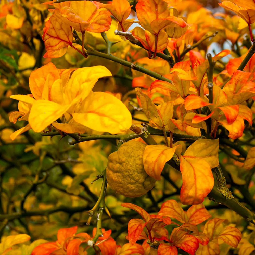 Weeping Dragon Orange Bush Decorative Artificial Shrub 2
