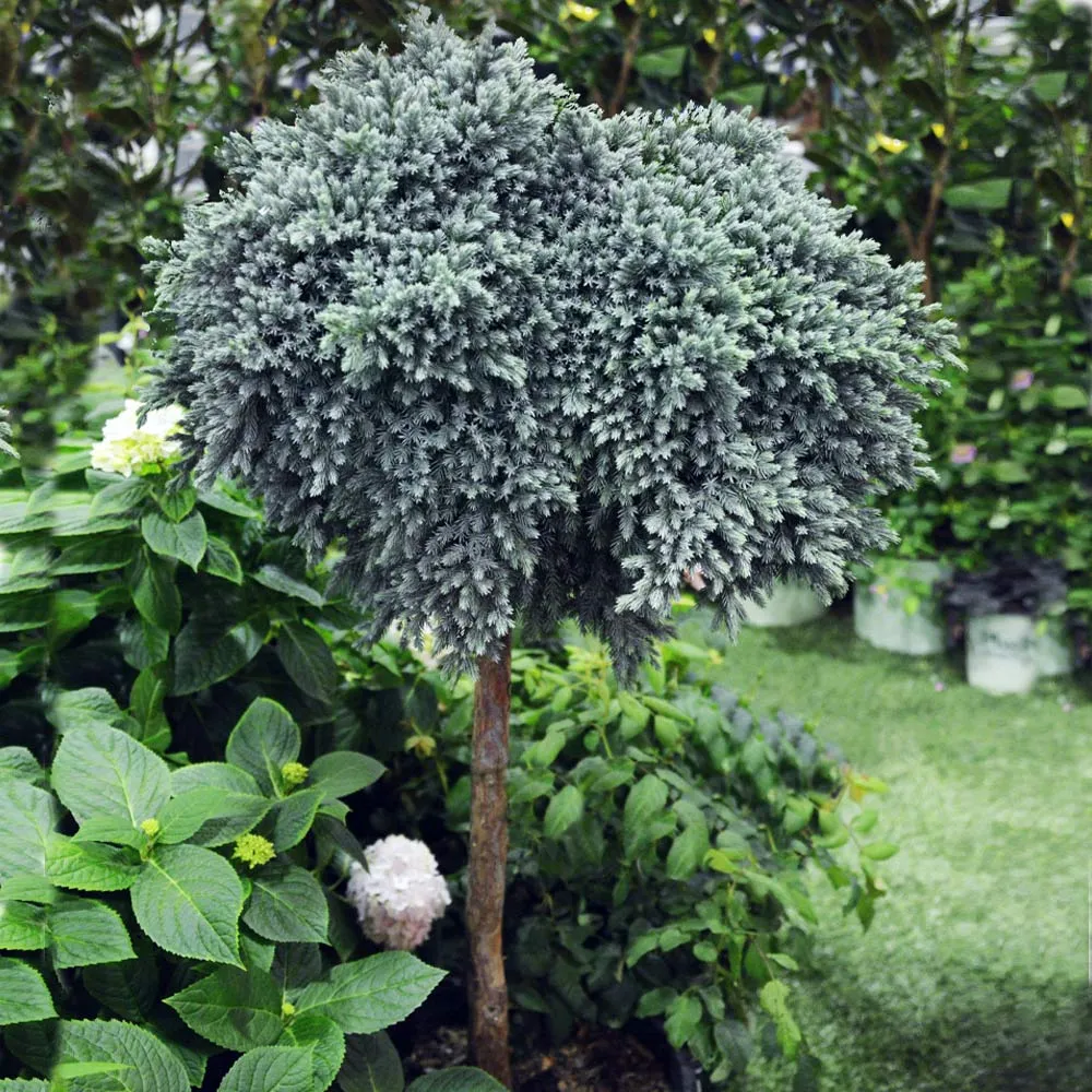 Blue Star Juniper (Juniperus squamata) Dwarf Evergreen Shrub