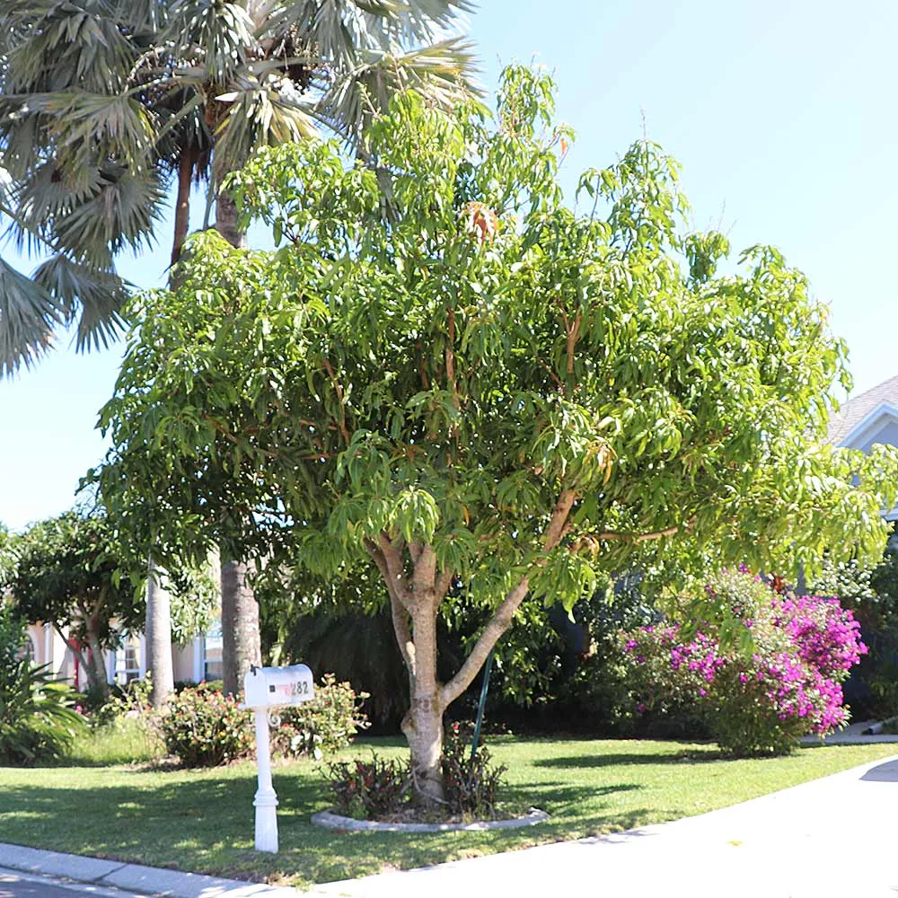 Glenn Mango Tree - Live Tropical Fruit Plant for Home Gardening 3