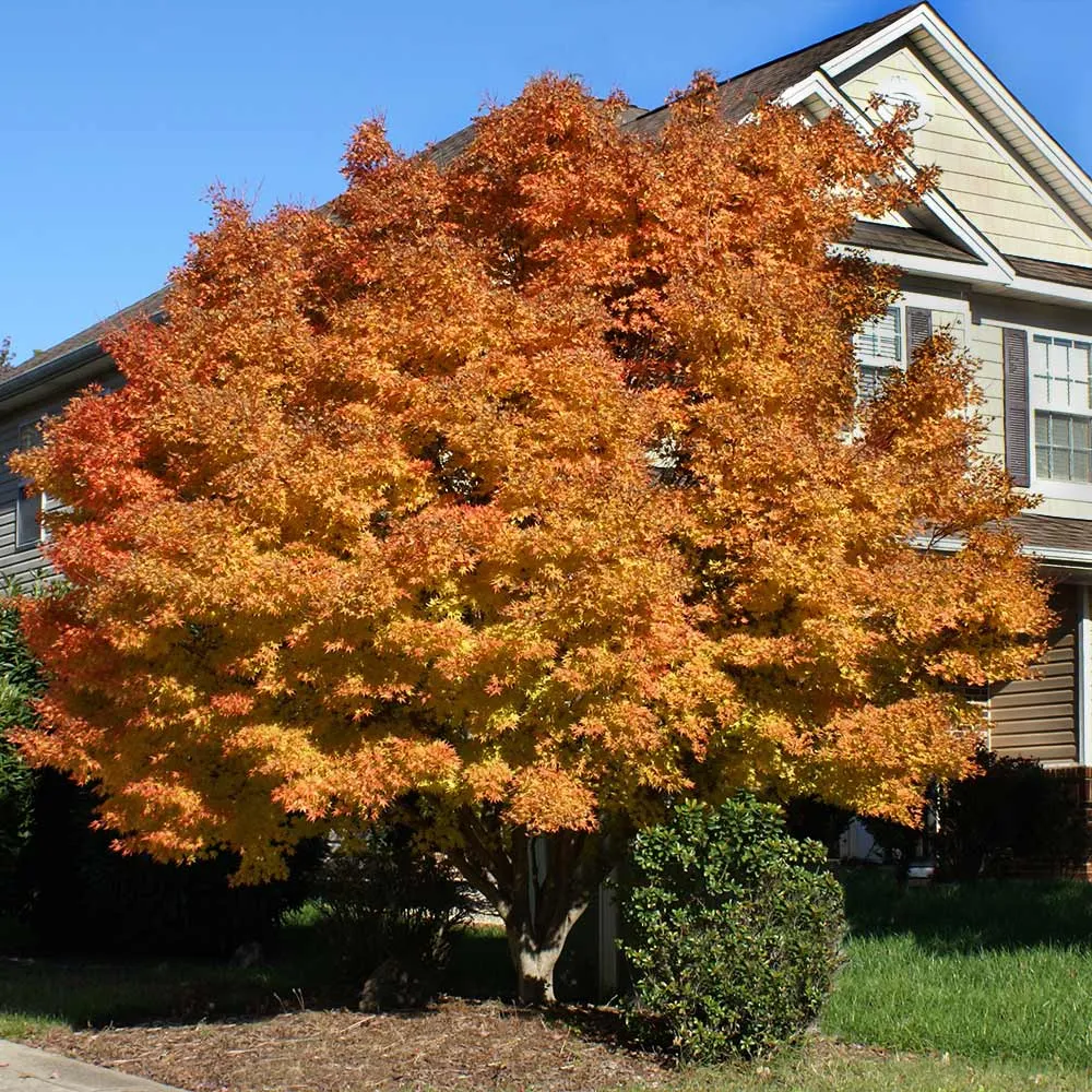 Coral Bark Japanese Maple Tree (Acer palmatum 'Sango-kaku') 1