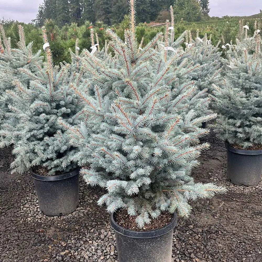 Blue Waves Colorado Spruce Artificial Christmas Tree 3