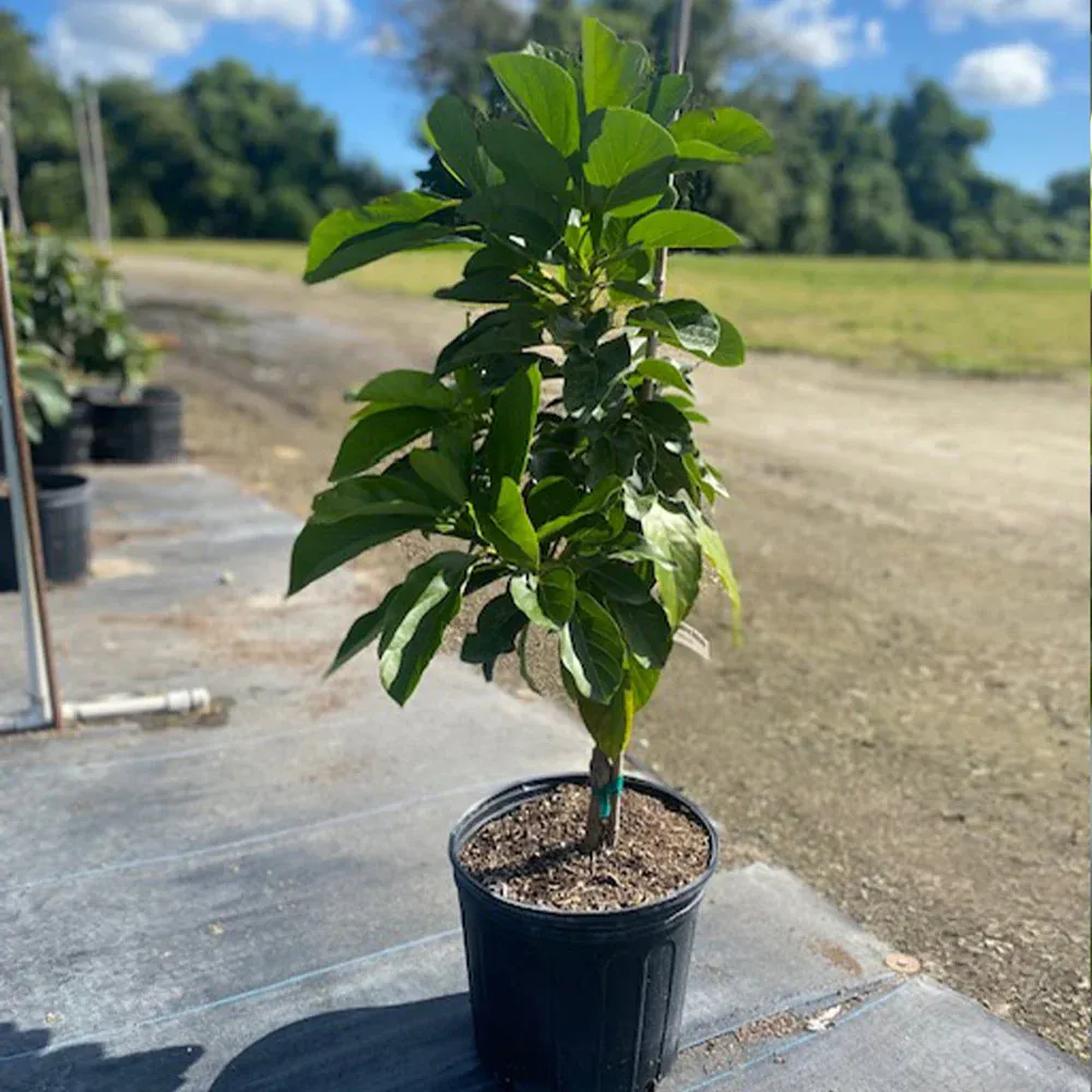 Catalina Avocado Tree - Evergreen Fruit-Bearing Tree for Home Orchards 1