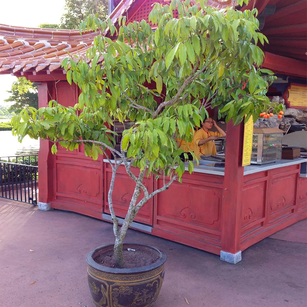 Emperor Lychee Tree - Live Fruit-Bearing Tropical Plant 5
